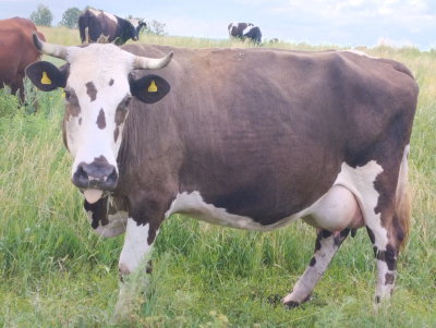 Цена запретов: чему учит аргентинский опыт