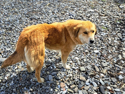 Собака напала на ребенка в Красноярске: чудом сумел спастись