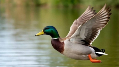 С 25 марта в Татарстане стартует прием заявлений на охоту на пернатую дичь