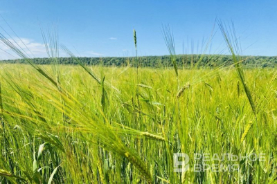 В Татарстане направили 160,8 млн рублей на сохранение лесов